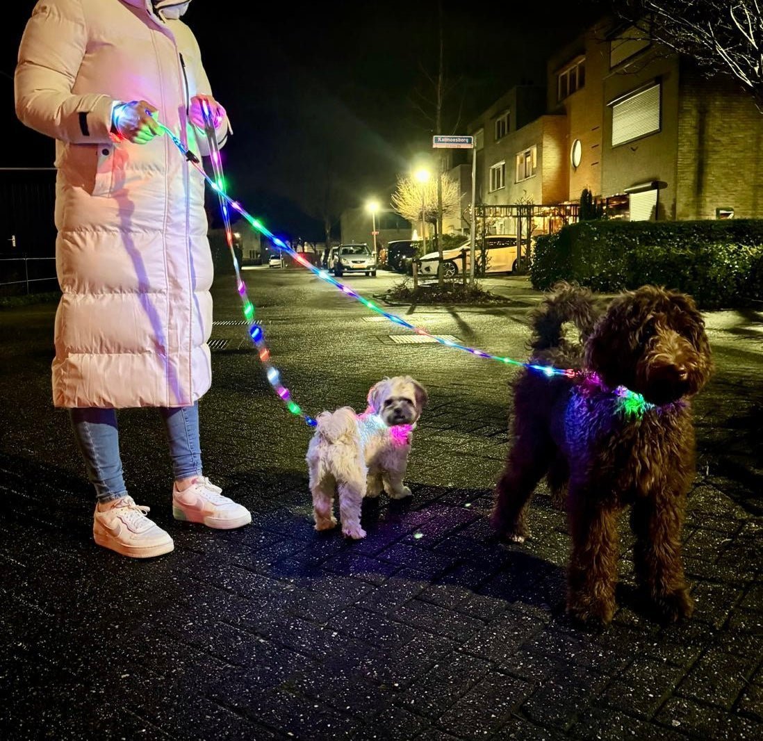Hond met LED-verlichting tijdens avondwandeling