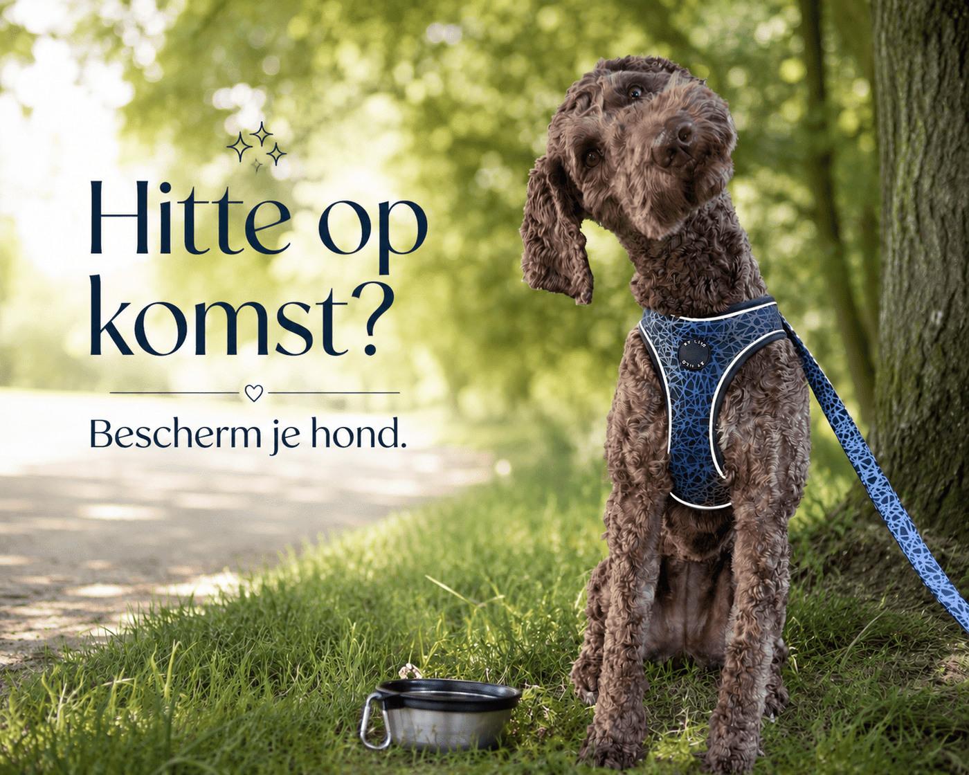 Hitte en honden: 12 essentiële tips om jouw hond veilig te houden tijdens warm weer - By Lilo