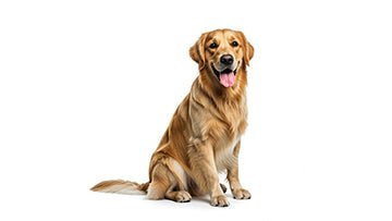 Tips voor een veilige en plezierige avondwandeling met je hond - By Lilo
