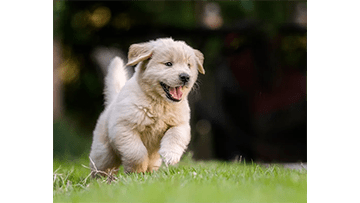 Veilig wandelen met je hond in het donker – De ultieme gids - By Lilo