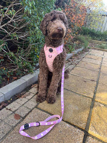 Roze Reflecterende Harnas + Riem Bundel