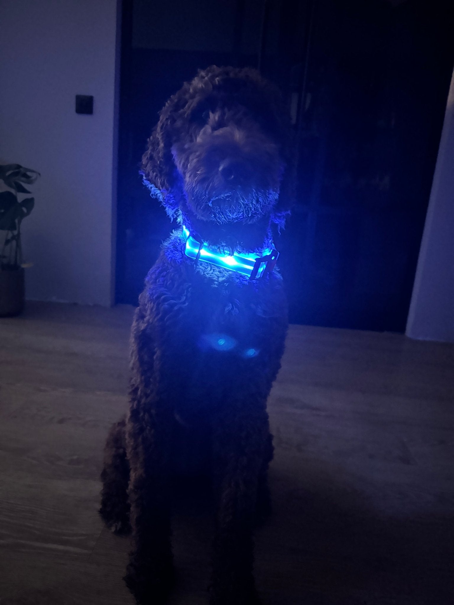 Lichtgevende LED Honden Halsbanden - By Lilo