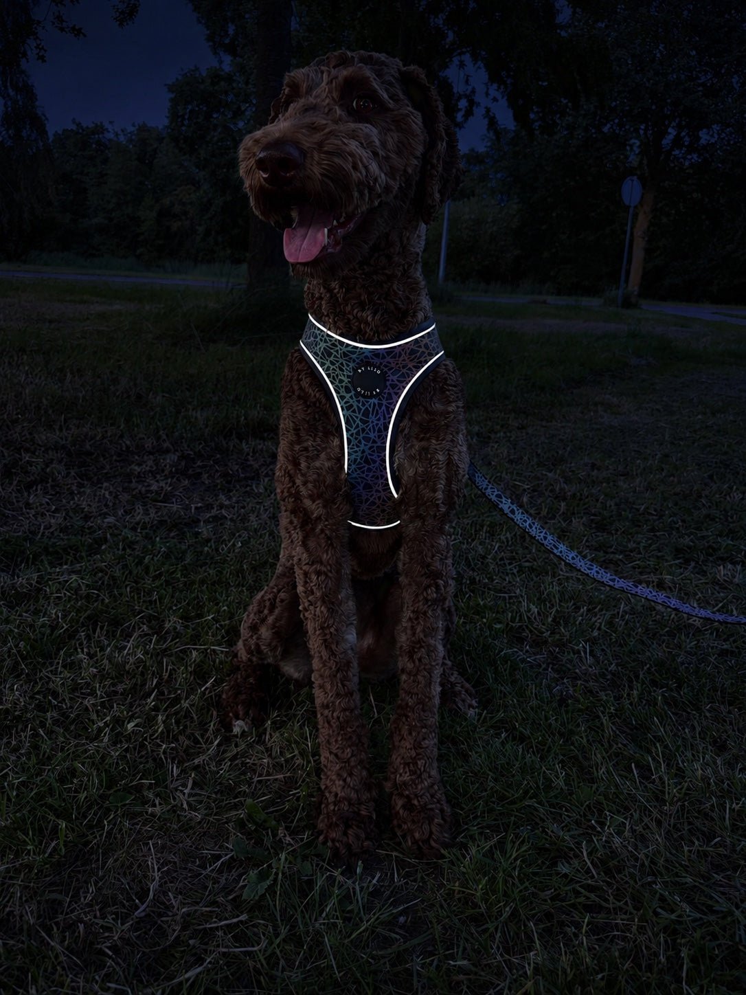 Hond met oplichtend reflecterend harnas in het donker